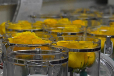 Colombia desarrolla rosas más resistentes y duraderas gracias a un hallazgo científico de la UNAL