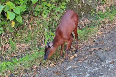 venado soche (Mazama rufina)