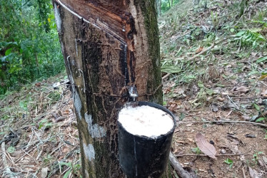 Un aliado de la lucha antidrogas gana relevancia y florece en Colombia. La Confederación Cauchera Colombiana defiende las virtudes del sector, reconoce sus desafíos y destaca el potencial del oriente caldense.