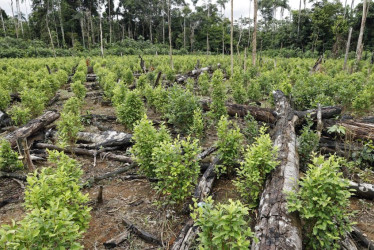 Cultivos de hoja de coca