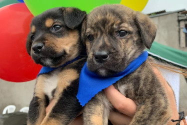 Las mascotas y la línea agrícola son dos de los fuertes de este sector. Un empresario matiza las cifras de su compañía y dice que podrían ser mejores. Así les fue a cinco firmas de Caldas en el 2024.