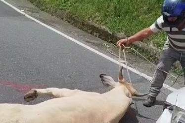La comunidad intenta controlar al animal mientras llegan las autoridades. 