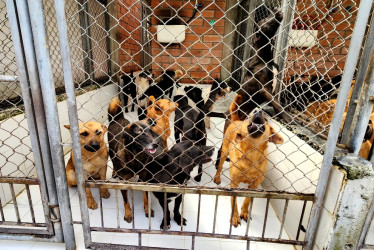 Los animales tienen dos formas de entrada a la Unidad de Protección Animal (UPA): El GARA los recoge en la calle o recepción en la Unidad.