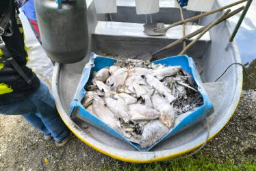  Foto I Cortesía Corregiduría de San Diego I LA PATRIA  Se calcula que cuatro mil peces han sido sacados muertos de la Laguna de San Diego, en el municipio de Samaná, en el oriente de Caldas.