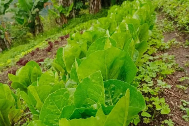 Una empresa manizaleña produce hortalizas gourmet y llega a las mesas de hoteles, restaurantes y hogares. Estas son las claves de su crecimiento.