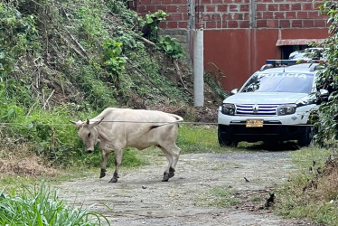 El momento en que atrapan al semoviente.