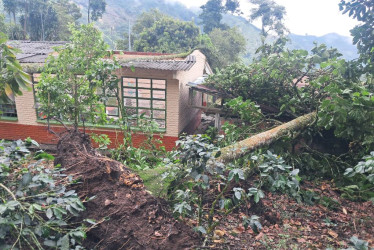 La caída de tres árboles provocó la muerte de unas 15 aves, especialmente loros.