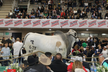 Feria Nacional Cebú: genética, productividad y desarrollo económico en Pereira