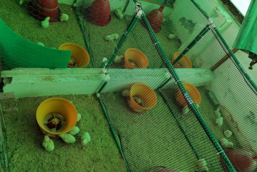 Investigación colombiana ofrece solución natural y eficaz contra la coccidiosis en pollos