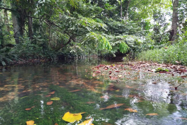 Bagres del Amazonas y Orinoco esconden un sofisticado sistema de defensa química y visual