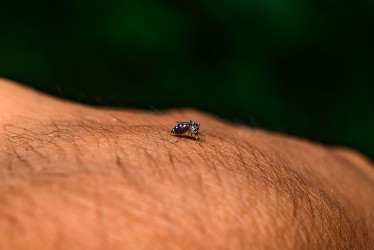 Estudio advierte repunte de dengue en Colombia: noviembre y diciembre en la mira