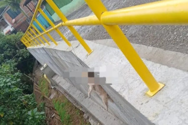 Acá quedó el perrito que habría sido ahorcado por un habitante del sector.