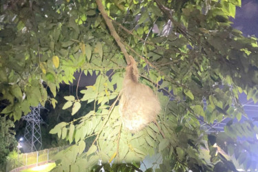 El perezoso fue rescatado en el barrio Peralonso de Manizales.