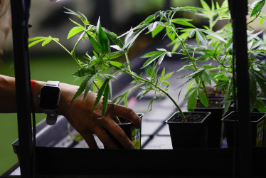 Una persona sostiene una planta de cannabis