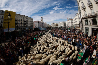  Miles de ovejas y cabras recorren el centro de Madrid con sus pastores en la XXXII edición de la Fiesta de la Trashumancia. 