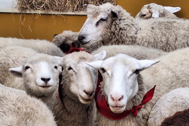 33 ovejas llegaron en la madrugada de este jueves (2 de octubre) para estar en el lanzamiento del Festival de la Lana de Marulanda en Manizales. 