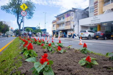 Esta es la nueva cara que tiene el separador de la avenida Santander con el sembrado de Salvias rojas enanas para embellecer la ciudad.