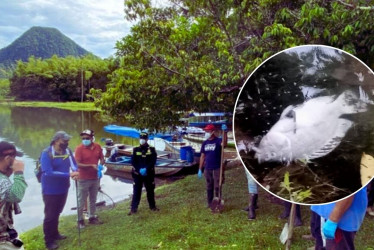 Corpocaldas realiza la labor en articulación con la Alcaldía de Samaná, la Dirección Territorial de Salud de Caldas, la Policía Nacional y la comunidad local, con el objetivo de identificar las posibles causas del fenómeno y mitigar sus impactos ambientales. 