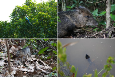 117 animales silvestres fueron devueltos a su ecosistema en Caldas.