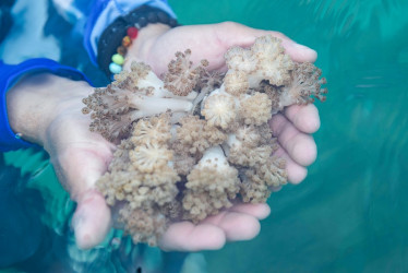 El coral "unomia stolofínera" es originario de Indonesia. 