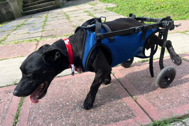 Clarita está preparada para un nuevo comienzo. Busca una familia que comprenda sus necesidades, que valore su resiliencia y que esté dispuesta a ofrecerle el espacio y el amor que merece.