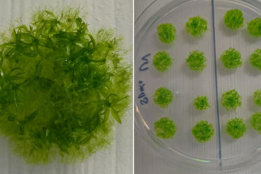 Muestra de musgo germinado y esporofito