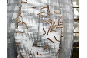 Investigadores de la UNAL descubren que bacterias en el sistema digestivo de larvas podrían degradar plásticos como el icopor, 