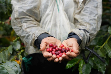 En los últimos 12 meses la producción ya alcanza los 14 millones 738 mil sacos de 60 kilos. 