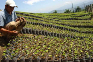 Huila, Antioquia, Tolima, Cauca y Caldas son los cinco departamentos más productores de café en Colombia, según el último reporte de la Federación Nacional de Cafeteros.