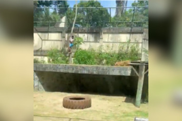 Un hombre invadió el recinto de una leona en un zoológico y murió al ser atacado por el animal