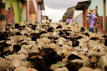 Así se vieron las calles de Marulanda (Caldas) este domingo con las 2.000 ovejas que salieron a desfilar.
