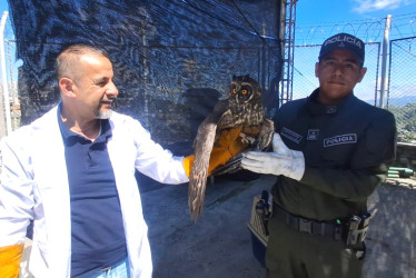 Ambas aves presentaban problemas de salud y las entregaron a Corpocaldas.