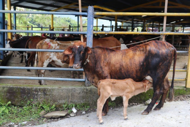 En la plaza de ferias de Pensilvania entregaron 15 vacas preñadas o con ternero pequeño como capital semilla en especie para igual número de familias campesinas del municipio.