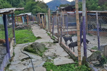  Este es parte del lote que ocupa la Fundación Amparo en zona rural de Villamaría y que es habitado por animales. 