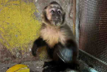 El mono capuchino fue enjaulado luego de ser 'arrestado' por la Policía.