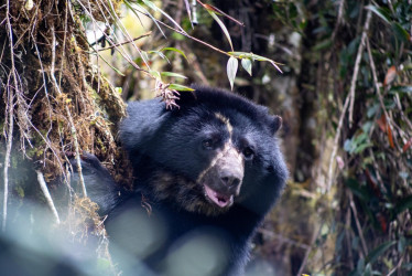 Tamá, el oso andino en proceso de liberación, murió durante su traslado de Guasca (Cundinamarca) a Cúcuta.
