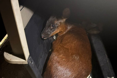 Tras capturar el animal, los bomberos lo entregaron a Corpocaldas.