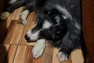 A este perro, de nombre Vito, le ponen unos auriculares para aislarlo del ruido de la pólvora, que aumenta en la época decembrina.