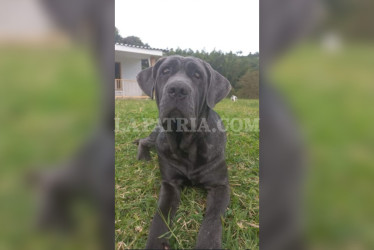 Fiona tenía cinco años y la mataron con sevicia, con golpes en la cabeza y puñaladas en el cuerpo.