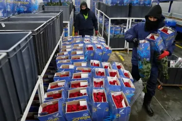 Además, durante San Valentín 2025, Colombia exportó más de 900 millones de tallos, principalmente hacia Estados Unidos.