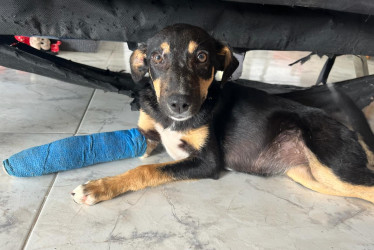 Kiara en su recuperación. 