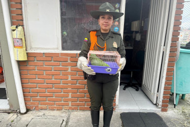 Durante el 2026, la Policía de Calda ha recuperado 10 especies de fauna silvestre.