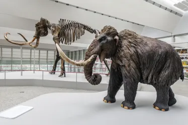 Los mamuts y los mastodontes eran más lentos que el resto de seres vivos de su época, junto a los dinosaurios saurópodos, según una investigación.