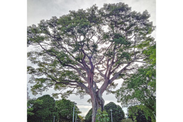 La ceiba de Victoria (Caldas) fue atendida durante el 2025 y la Alcaldía asegura que le realizará mantenimiento al árbol cada dos meses.