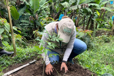 Plántulas nativas producidas por la CRQ son utilizadas en procesos de restauración ambiental en el Quindío.