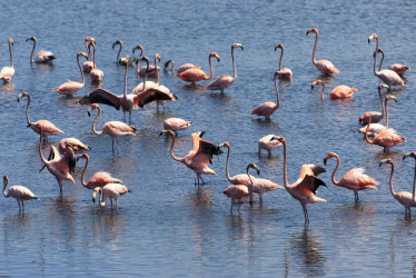 Estas aves de patas y cuello largo vuelan grandes distancias en busca de zonas de alimentación