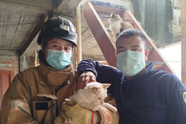 Final feliz, rescate del felino