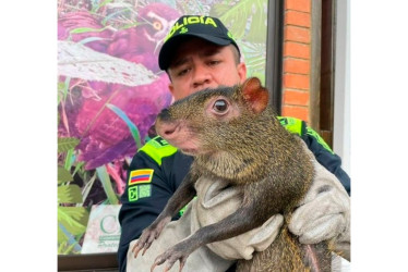El guatín pasó a manos de Corpocaldas. Se desconoce dónde obtuvo el capturado este ejemplar.