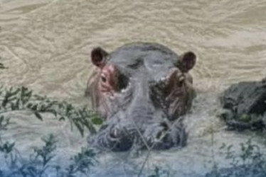 Esta es la imagen del supuesto avistamiento de un hipopotamo en el río Cauca, a su paso por Caldas. Corpocaldas desmintió la información e indicó que no existen registros que confirmen la presencia del animal.