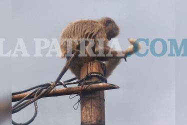 El mono capuchino llevaba cerca de tres años cautivo en un espacio reducido.